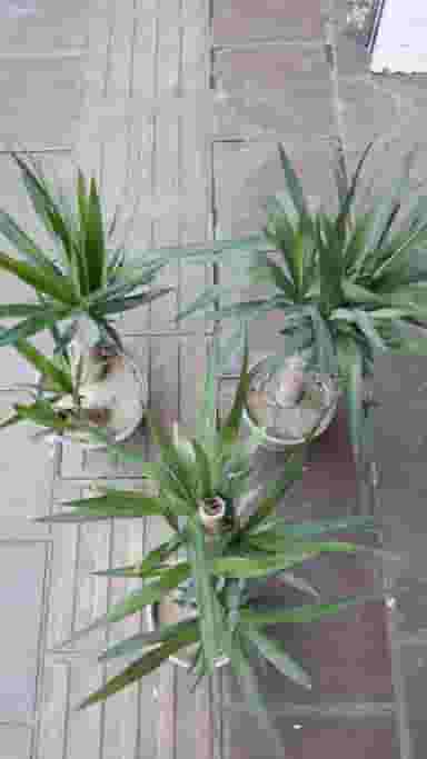 گلسرای مهدی در هاشمی