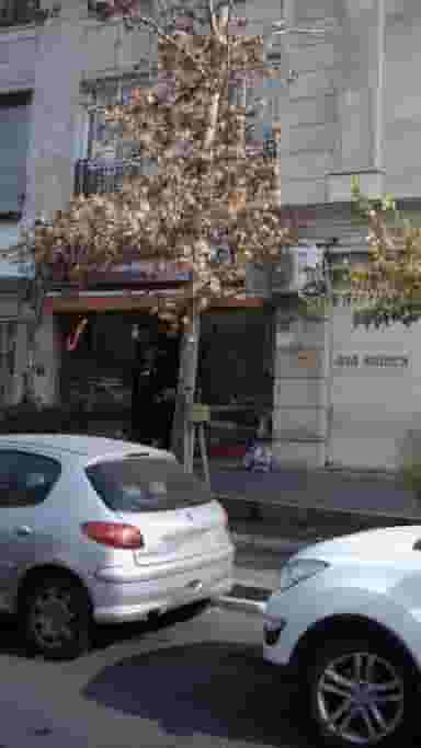 گل سرای آلسترو مریا در پرواز