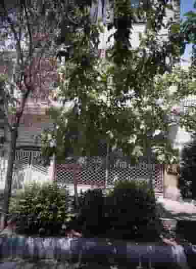 پیرایش آریا در خزانه