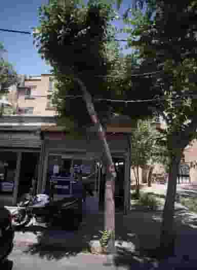 پیرایش امیر در کیانشهر شمالی