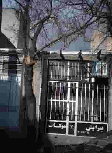 پیرایش موکات در چیتگر شمالی