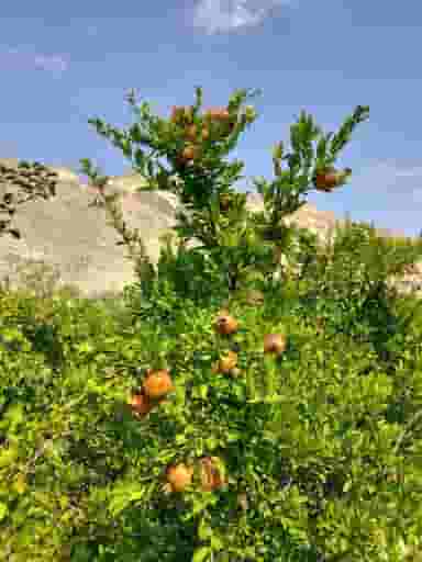 مبلمان شهرک ولیعصر در ولیعصر جنوبی