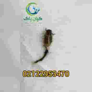 سمپاشی کیان پاک شعبه شمال در ازگل