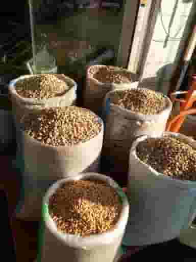 خشکبار زائری در مولوی