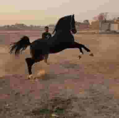 مجموعه پرورش اسب ارس عنایتی زاده پویا بقایی اصفهان