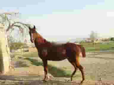 مجموعه پرورش اسب عراقی اصفهان