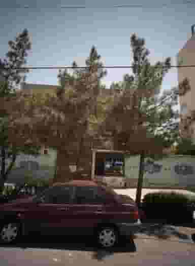 پیرایش لرد در محله شاهد مشهد 