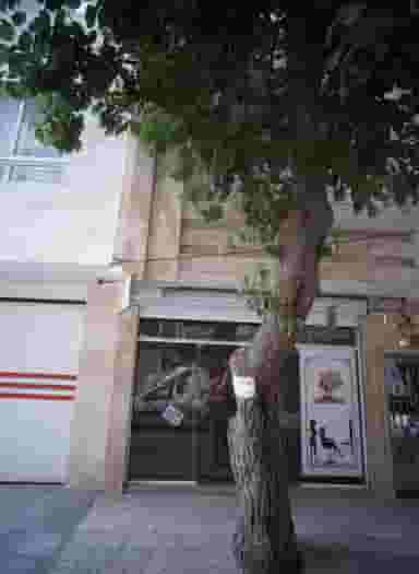 زیبایی نیلو در محله جانباز مشهد 