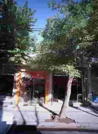 پیرایش بهار در توس خراسان رضوی