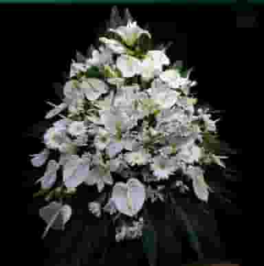 گل ضحی در تیران اصفهان