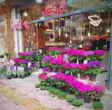 گل قشنگ اصفهان در عسگریه اصفهان