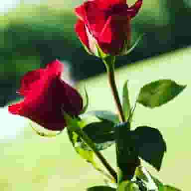 موسسه حقوقی بین المللی آرارات شعبه مشهد در سجاد شهر مشهد