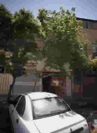 گیاهان داروئی طب یونانی در وحید مشهد