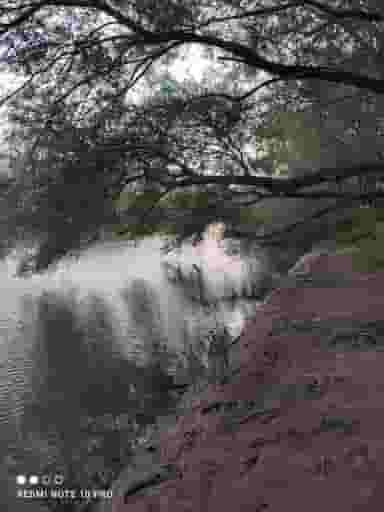 تک شاپور در عظیمیه کرج