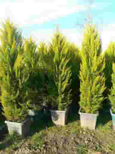 نهالستان دکتر ایزدی در حسین آباد شیراز