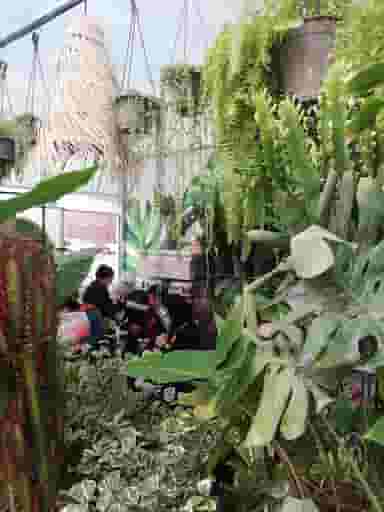 بازار گل و گیاه پردیس. گل و کاکتوس شیراز. اسلام پناه در رکن آباد شیراز