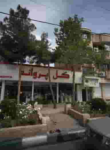 گل پروانه در آزادشهر مشهد