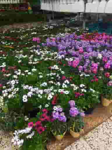 گلباغ و نهالستان امیدی در صاحب دیوان شیراز