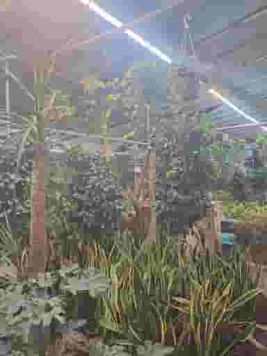 شیراز گل شیراز