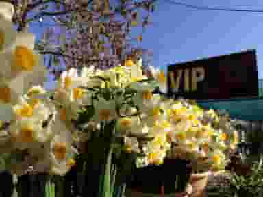 گلفروشی و باغ گل vip در تلخ داش شیراز