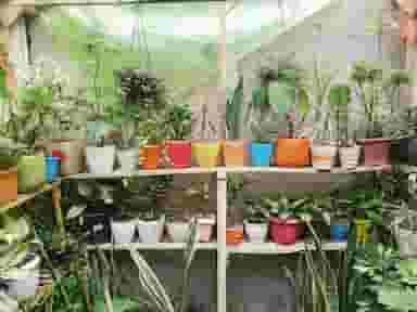 فروشگاه گل پامچال در حصارک بالا کرج