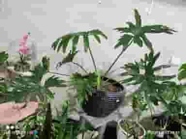 گلفروشی رُزتی در گلشهر ویلا کرج