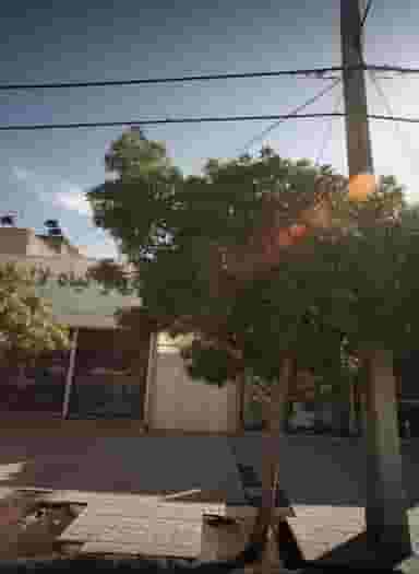 گل و گیاه لاله در سرافرازان مشهد