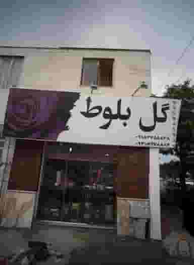 گل بلوط در سمرقند مشهد