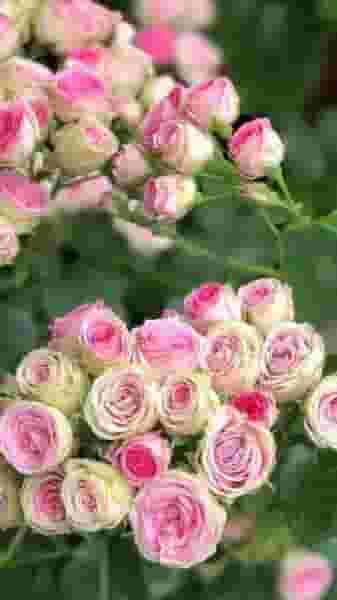 رها گل کوی حسینی رشت