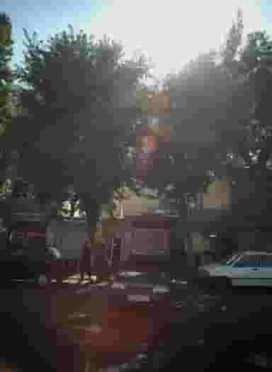 ضایعات در باغ خزانه تهران