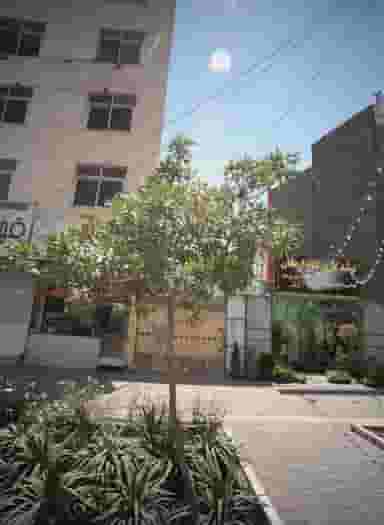 تولید گل گیاه ارمغان در شهرآرا مشهد