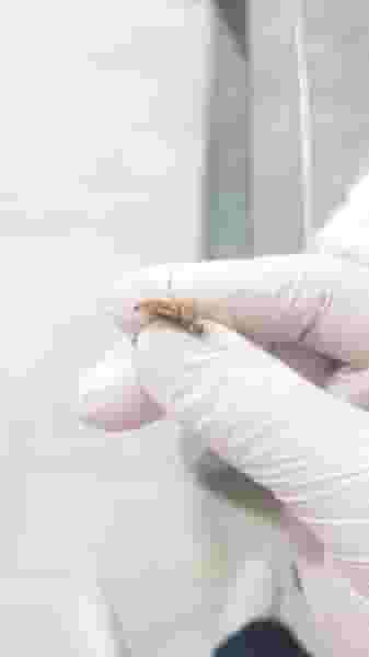 شرکت سمپاشی (عجم تجارت آریا) در دروس تهران