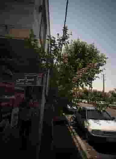 پیتزا گلها در بهداشت تهران