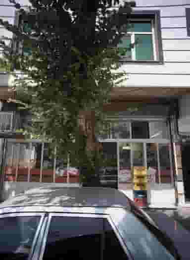 اغذیه شقایق در باغ آذری تهران