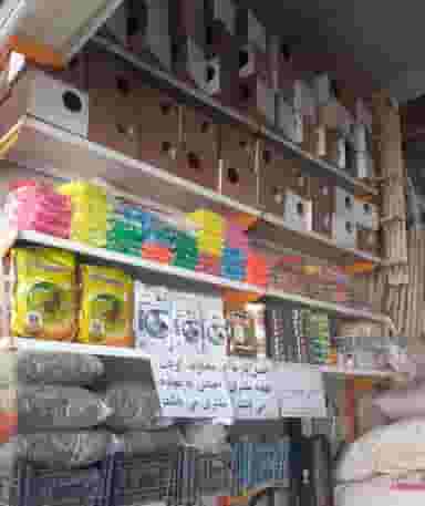 گندم ارزن علی قوچانی در عامل مشهد