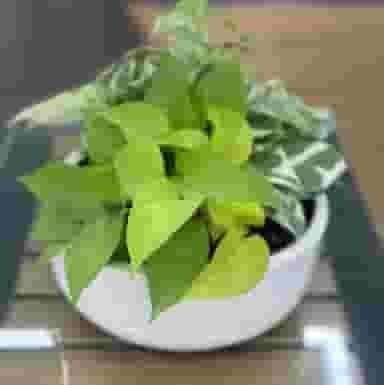 فروشگاه موبایل تی تل در رودبارتان رشت