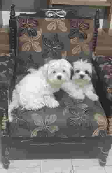 دامپزشکی و پت شاپ ارم در چنچنه شیراز