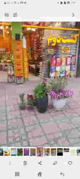 برنج حیدری در آبکوه مشهد