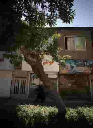 فروشگاه پروتئینی پرند 313 در کوشش مشهد