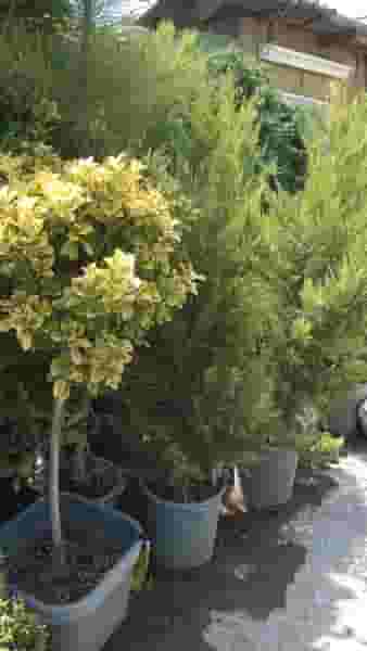 نهال درخت گل وگیاه فروشی نهالستان سرویس خدمات گلهای خانگی گیاهان آپارتمانی در حصار بوعلی تهران