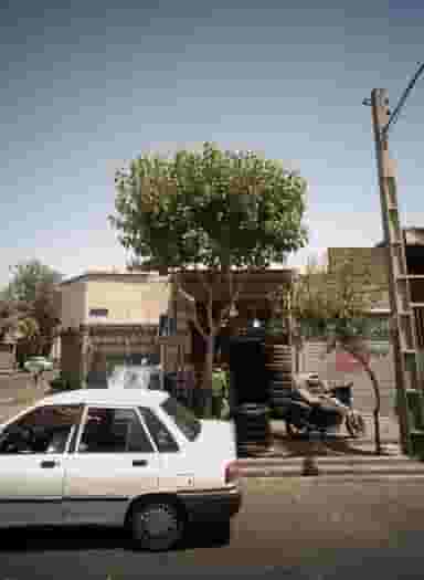 دنیای طایر در کوثر تهران