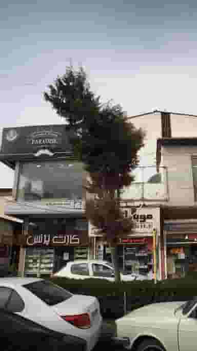 پیرایش پارادایس در گرجی محله آمل