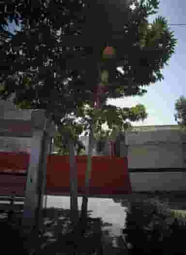 آجیل و خشکبار جینار در چهارچشمه مشهد