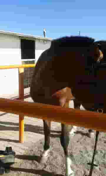 باشگاه سوارکاری جوادیان شهرک وحیدیه زنجان