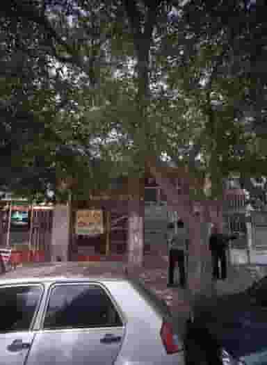 پرنده فروشی در سیدی مشهد