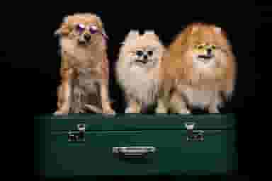 پت لند شیراز کوی ولیعصر شیراز