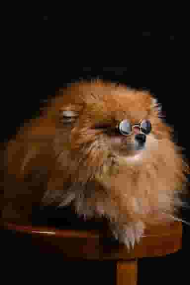 پت لند کوی ولیعصر شیراز