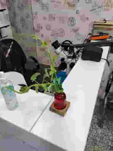 موبایل پارسه زیتون Parseh Mobile در زیتون کارمندی اهواز