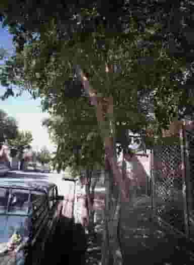 کیف پارلا در رده مشهد