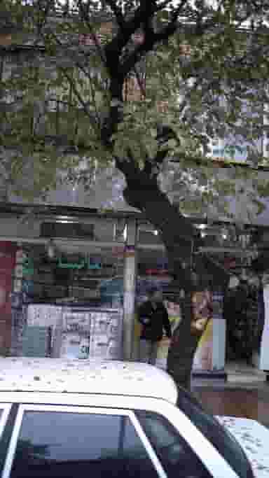 مایسا در گمرک 